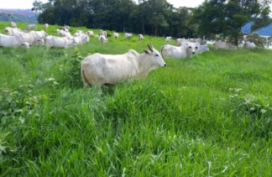 Fazenda para venda em Timburi